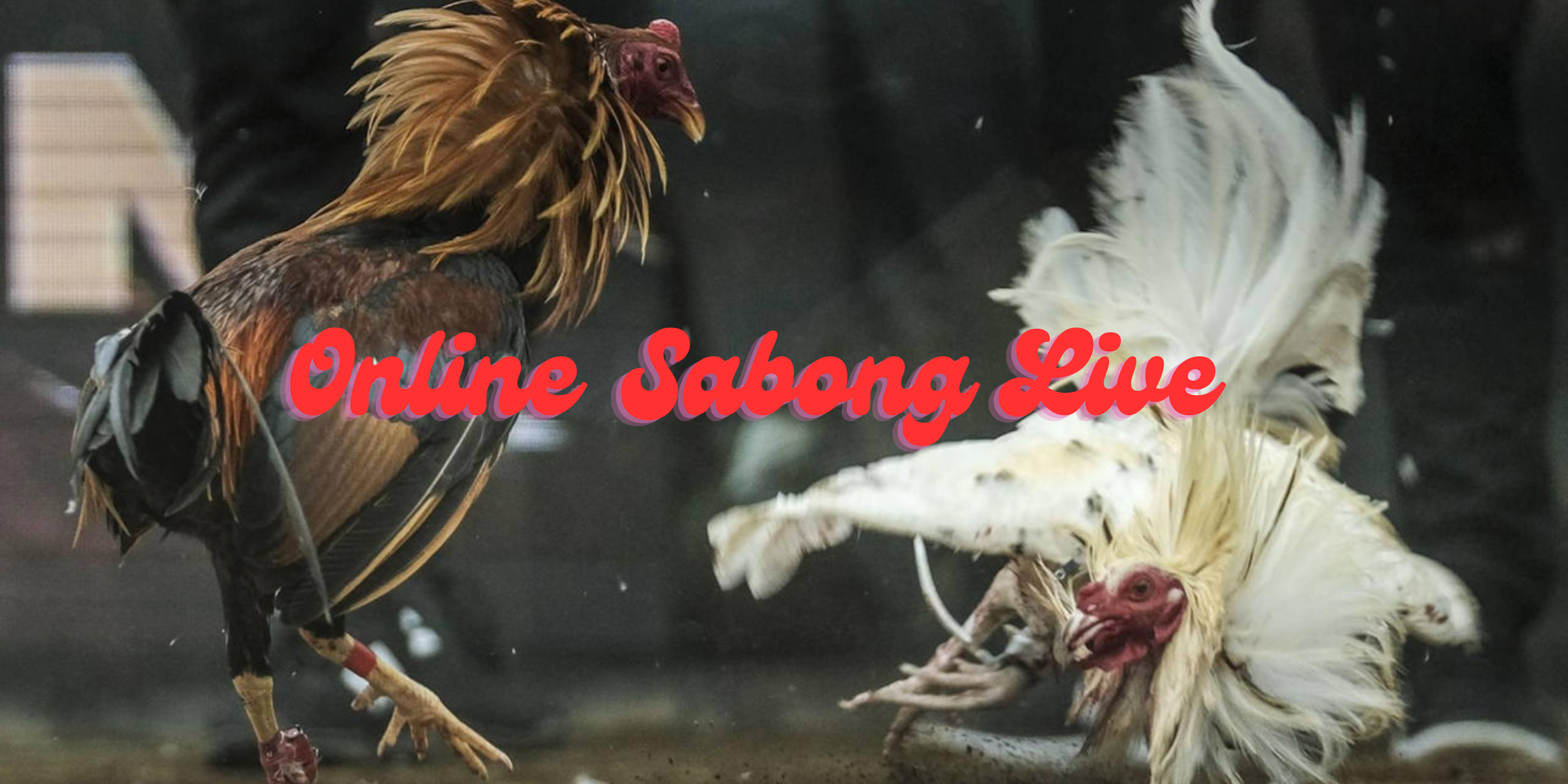 Online Sabong Live